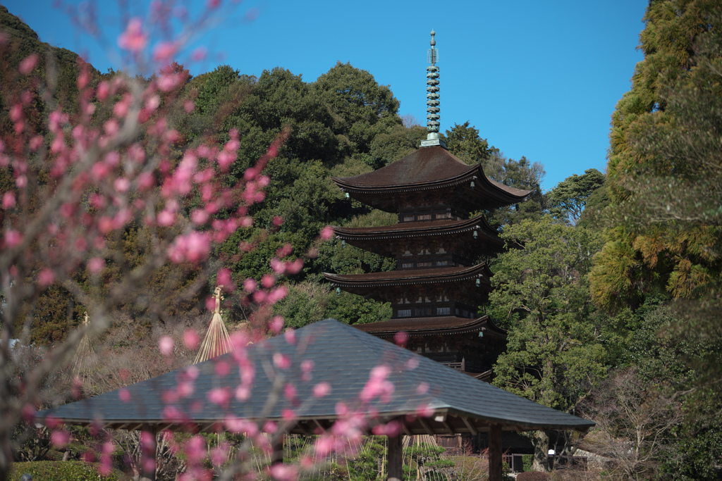 梅花と五重塔＿９