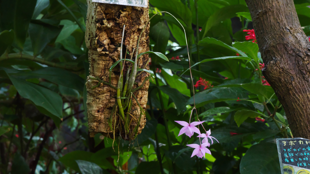 秋のラン ’１８＿１４