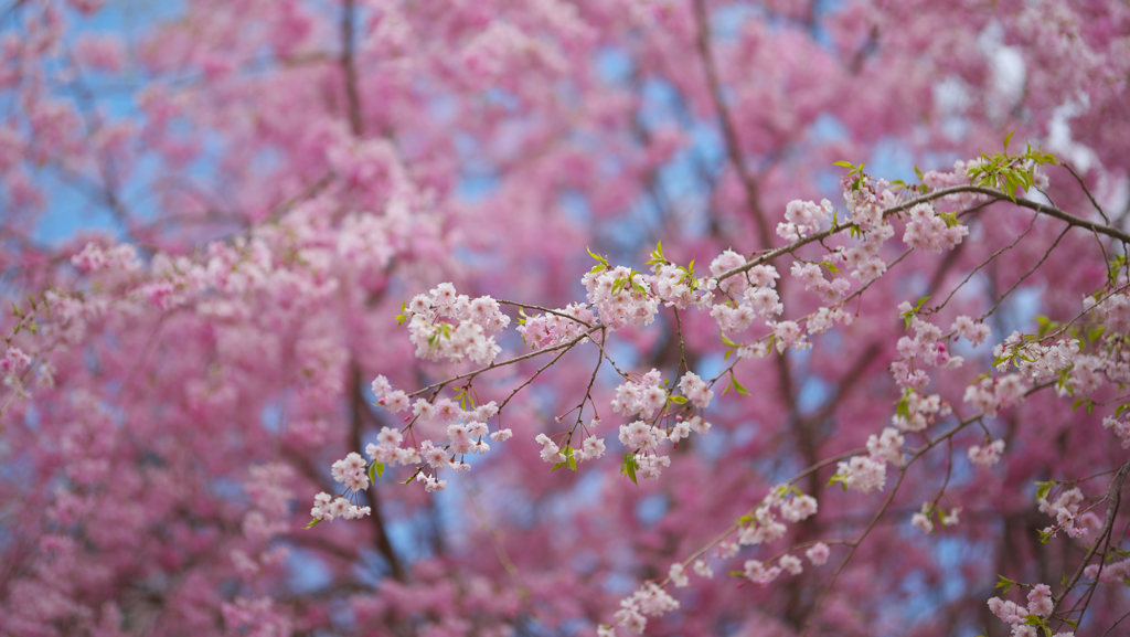 しだれ桜・１９＿４