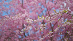 しだれ桜・１９＿４