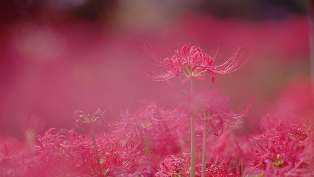 曼珠沙華 燃ゆ・６