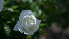 正　雪（まさゆき）