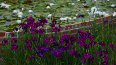 花菖蒲３０＿２９