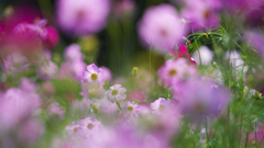 秋　桜・１＿５３