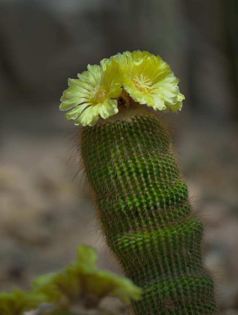 サボテンの花・２８