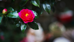 山茶花＿３０＿２０