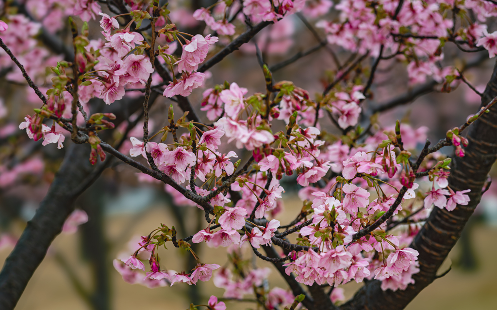 河津桜＿２２