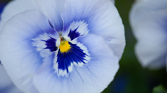 NIKON D700_花 習作・８