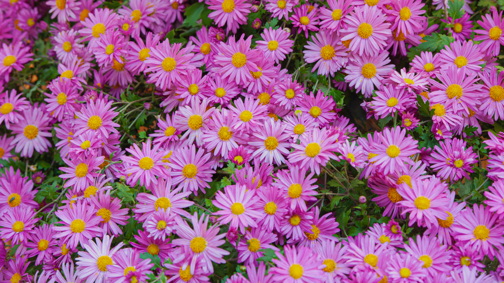菊　花＿４