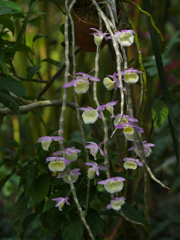 デンドロビュム　ポリアンサム