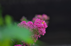 百日紅・２３