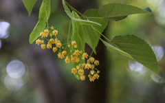 菩提樹の花・２＿２