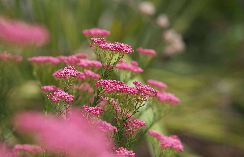 ライスフラワー＿１