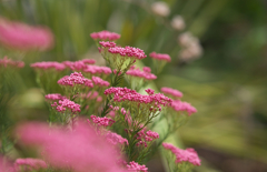 ライスフラワー＿１