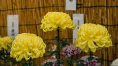 菊　花＿６