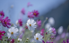 秋桜＿１