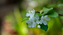 NIKON D700_花 習作・１