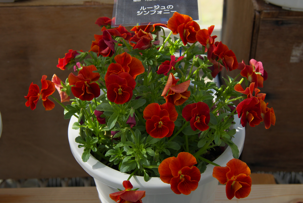 ルージュのシンフォニー