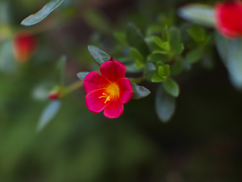 試写・５  NOKTON 42.5mm F0.95（マイクロフォーサーズ）