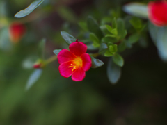 試写・５  NOKTON 42.5mm F0.95（マイクロフォーサーズ）