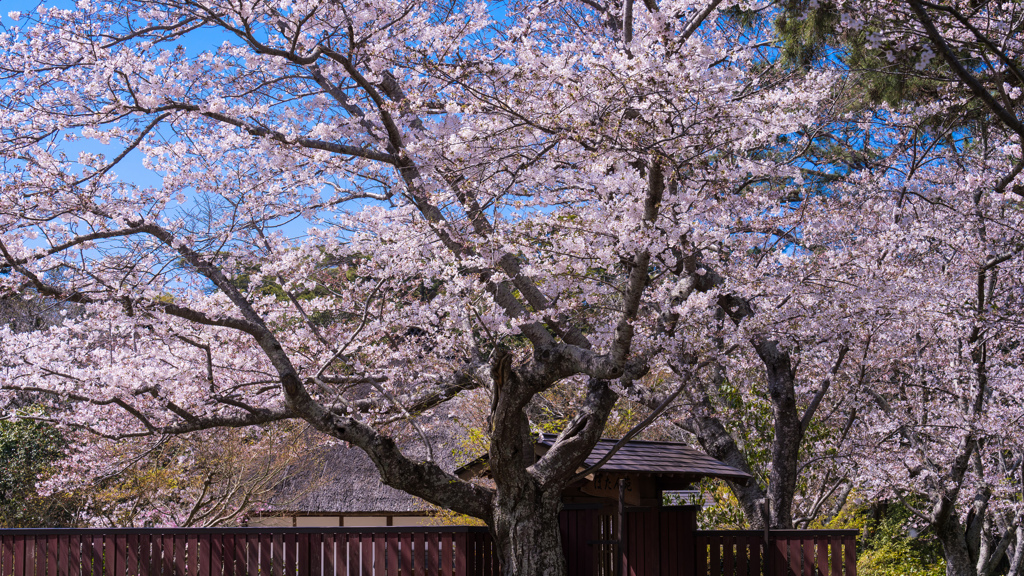 ときわ公園の春・１５