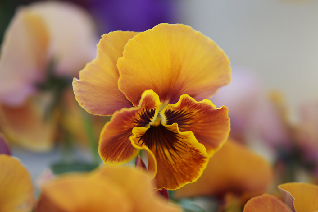 Pパンジー ・１９＿１９