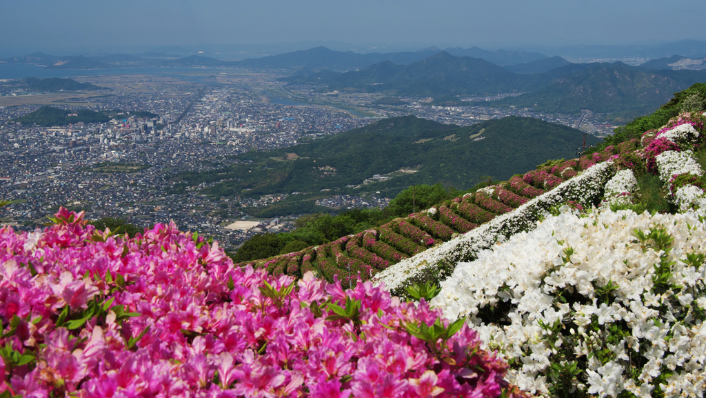 大平山 山頂公園のツツジ＿１９・１８