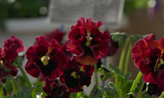 キャンディーウエーブ