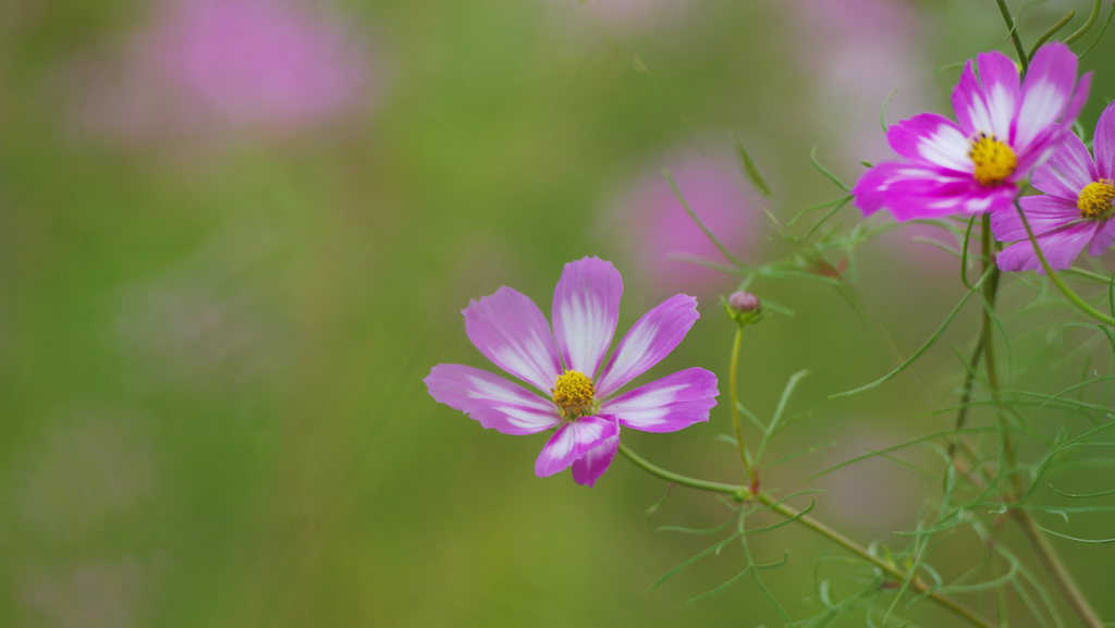 秋桜・７