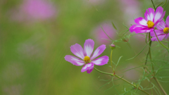 秋桜・７