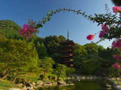 百日紅＿３０−２