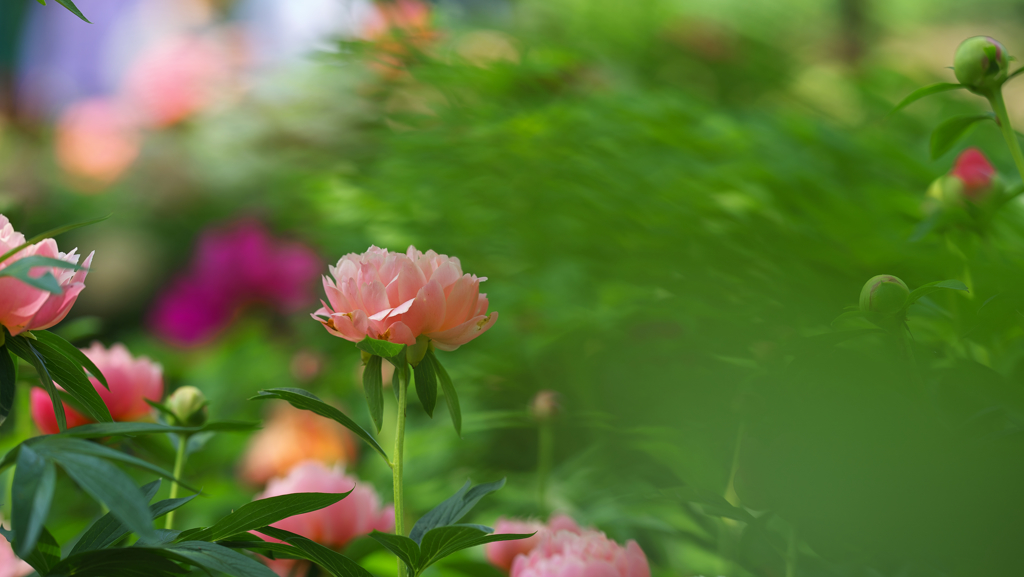 芍薬・１＿１０