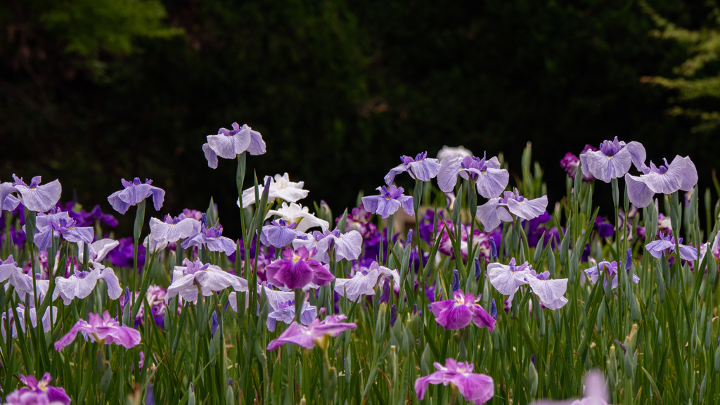 花菖蒲・４＿２