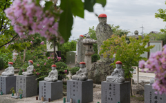 百日紅・１４