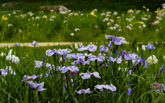 花菖蒲・３＿１