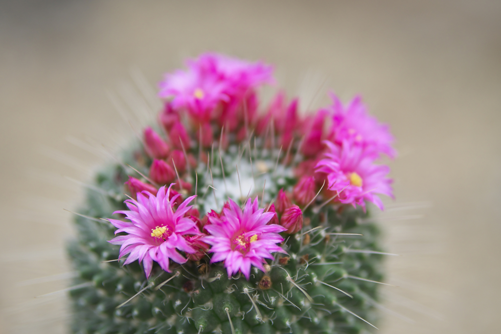 サボテンの花・３１＿９