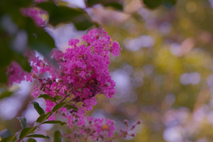 盛夏の花・９
