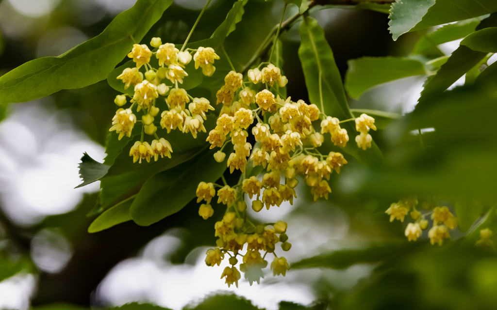 菩提樹の花・３＿２