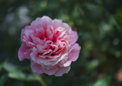 芍薬＿７
