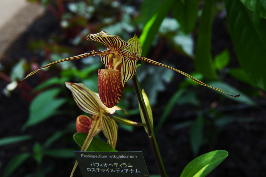 パフィオペデラム  ロスチャイルディアナム