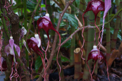 アリストロキア　トリカウダタ＿２