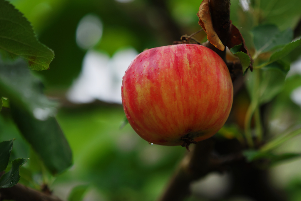 ニュートンのリンゴ