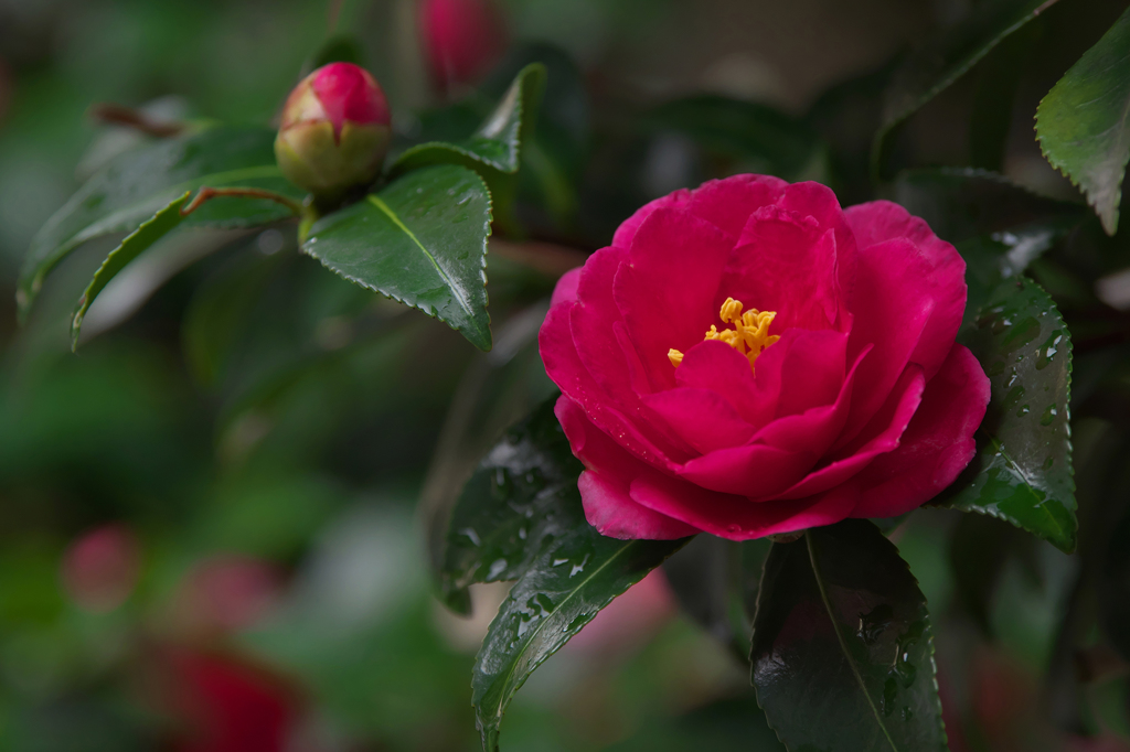 山茶花＿３０＿１５