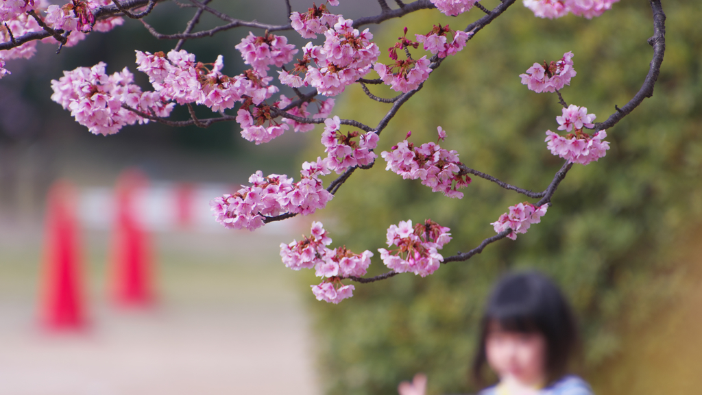 寒桜・５