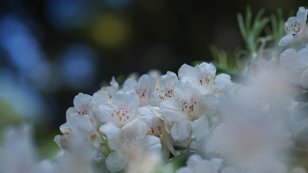 石楠花・１９＿１９