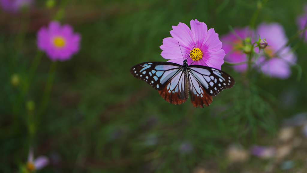 アサギマダラ・３０＿１