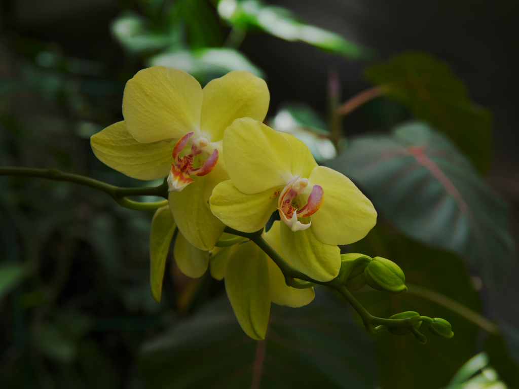 ブラッサボラ  ペリニイ