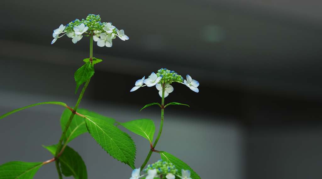 山アジサイ展・１＿４