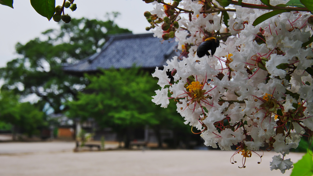 周防国分寺・２
