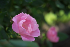 春薔薇・６